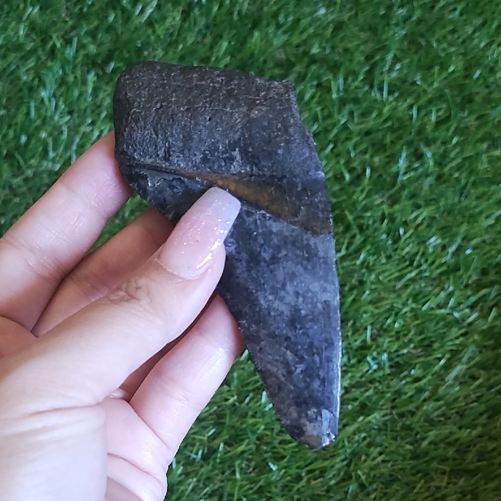 Megalodon FOSSIL TOOTH